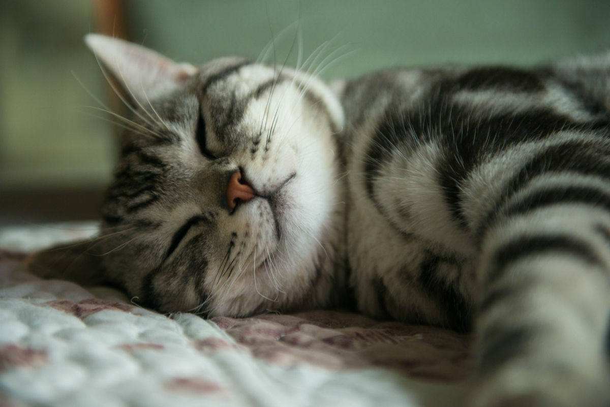 新手养猫攻略3年养猫经验分享,第一次养猫建议公猫还是母猫