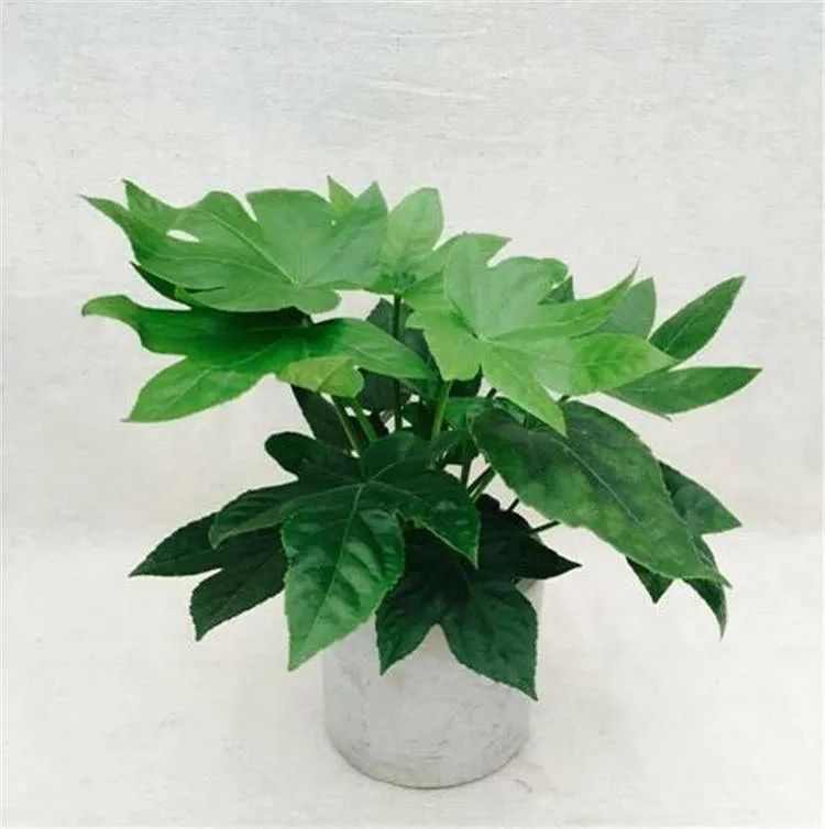 室内清除甲醛的花,吸甲醛又无毒的花