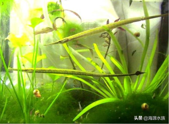 你的鱼儿生病了?可能“放点盐”就好了哦