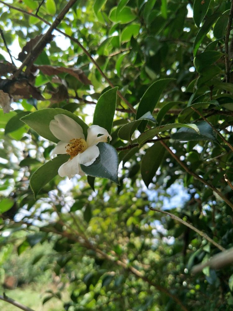 种地用的自制酵素,酵素种地效果怎么样