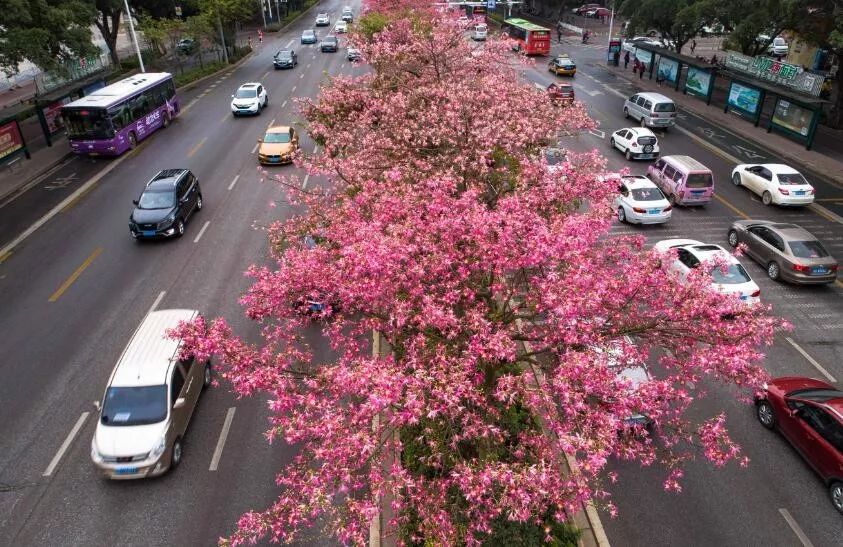 早读安徽||不礼让斑马线，安徽181台公务车辆被曝光