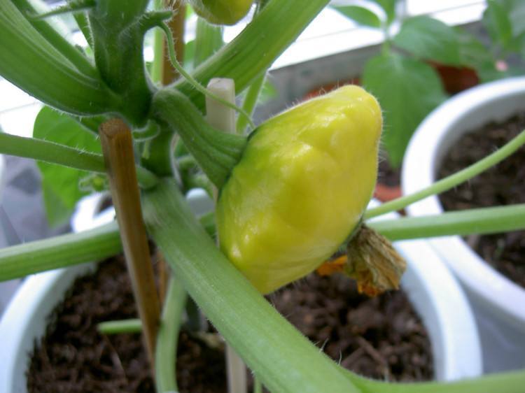 这种野瓜似飞碟人称“飞碟瓜”,味道鲜美做法多,你吃过吗?