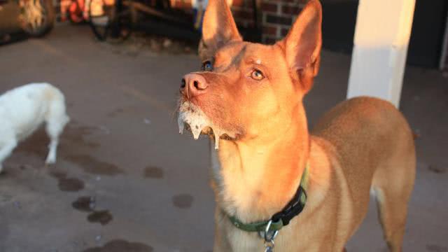 孩子被宠物咬了怎么教育,小孩被家里宠物狗咬了怎么办