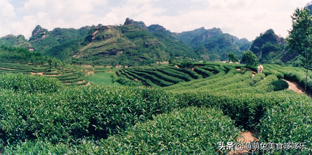 上饍·御上茗|清风不请，自然徐来，谷雨茶时，春意葱茏