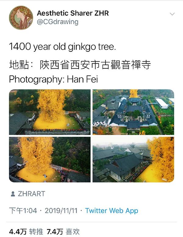 李世民栽的银杏树的价值,1400年李世民亲手栽的银杏树图