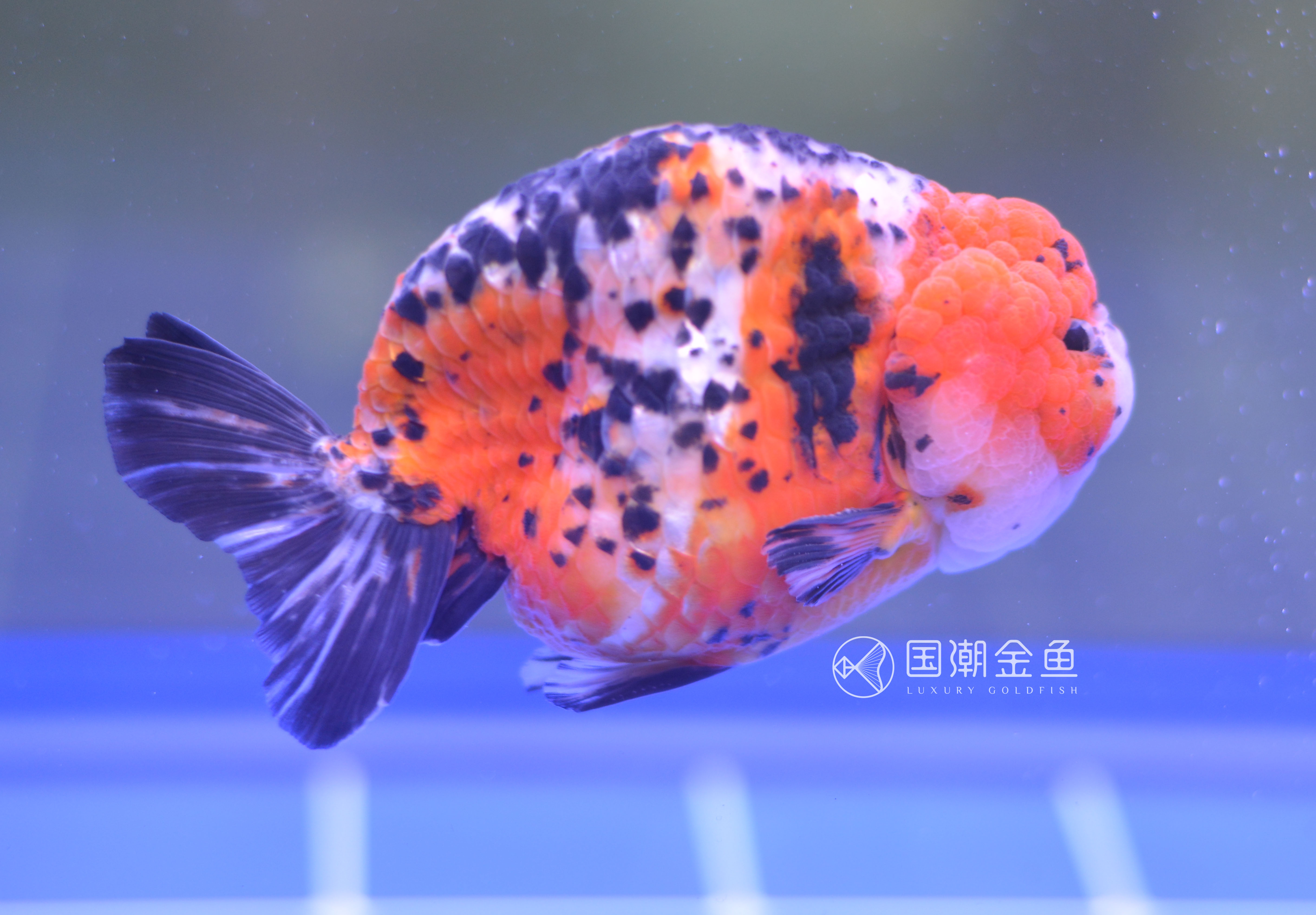 金鱼锚头蚤怎么彻底消灭,金鱼锚头蚤用什么药效果快