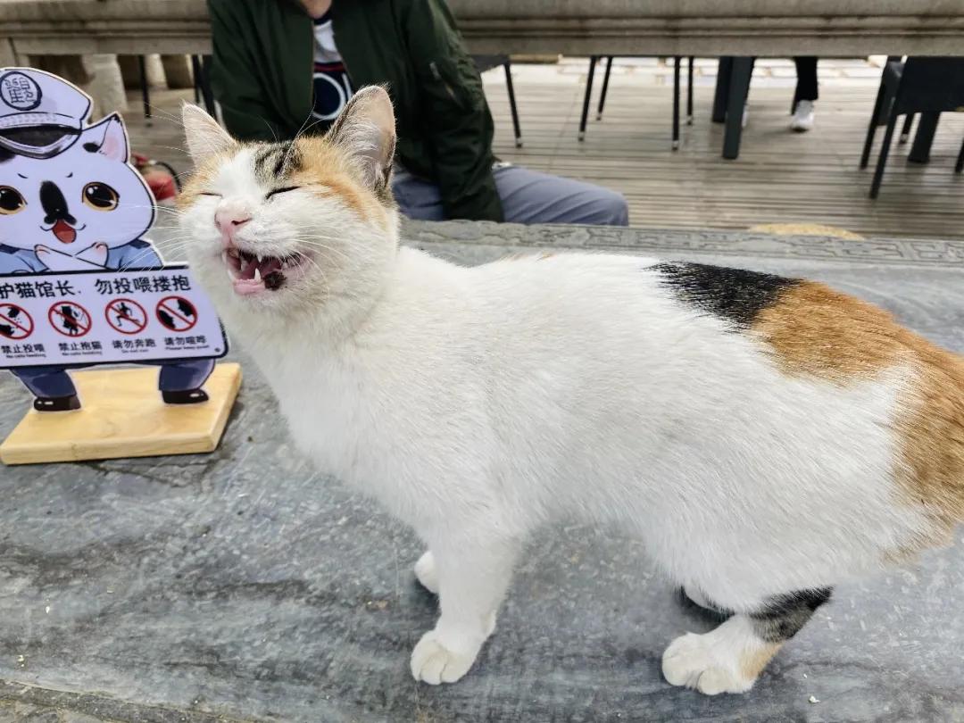 团宠猫咪的性格,小猫有多抗打