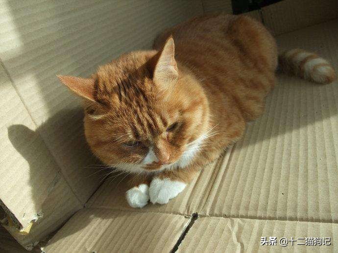 失去宠物痛心疾首,失去宠物痛哭