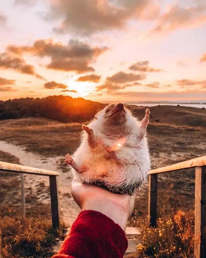 Ins上最火的网红小刺猬,拍写真,出自传,住别墅