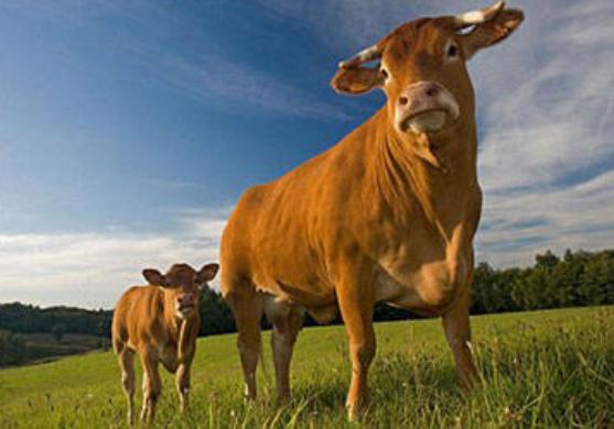 肉牛养殖场怎么样经营才能赚钱,养殖肉牛生意怎么做