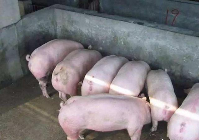 小猪喘是怎么回事,小猪得气喘病会传染吗