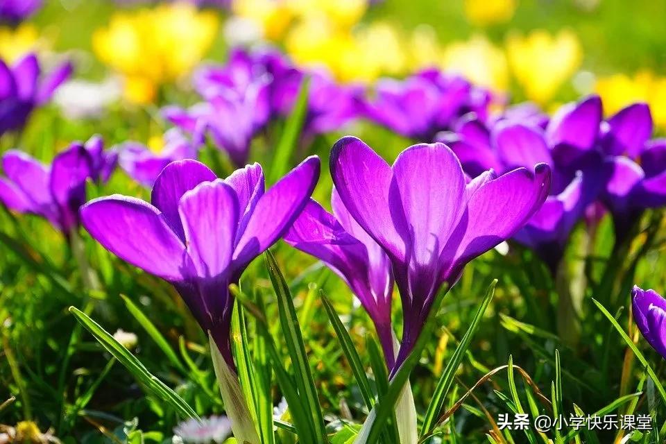 小学优美范文赏析,小学校园生活优秀作文