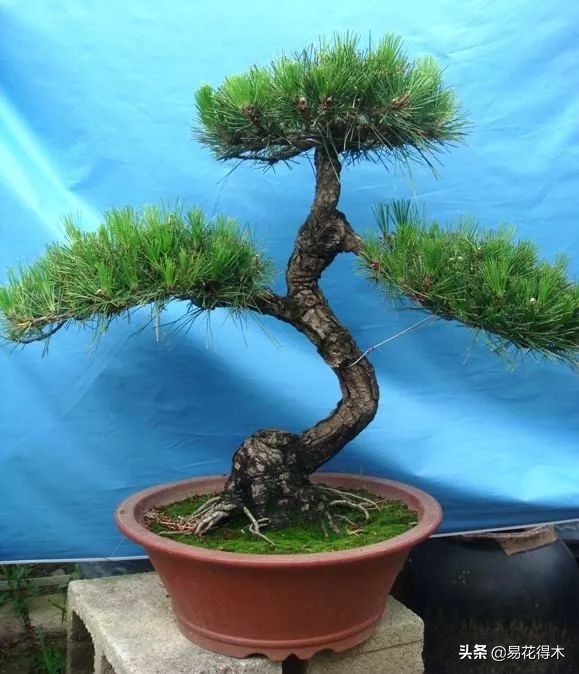 黑松盆景经典造型,日本黑松盆景培养技术