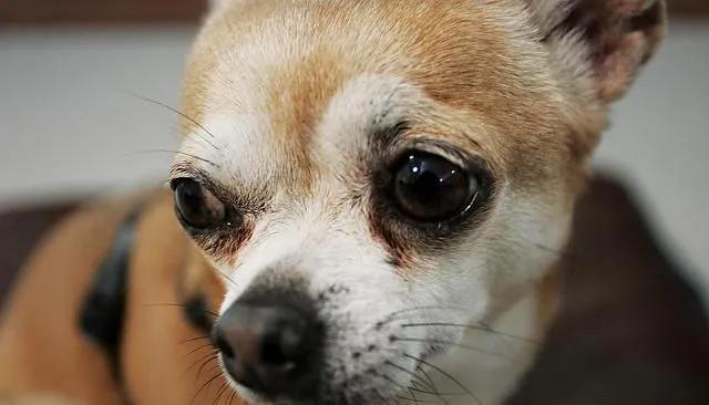 狗狗老是爱扒腿怎么办,狗狗扒腿怎么纠正