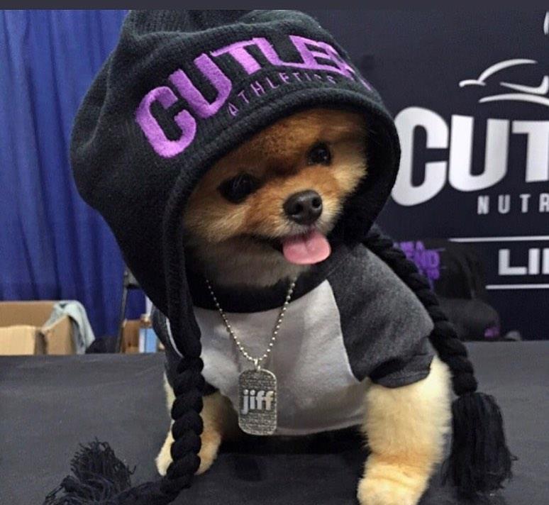 博美脾气暴躁易怒怎么办,博美脾气大怎么办