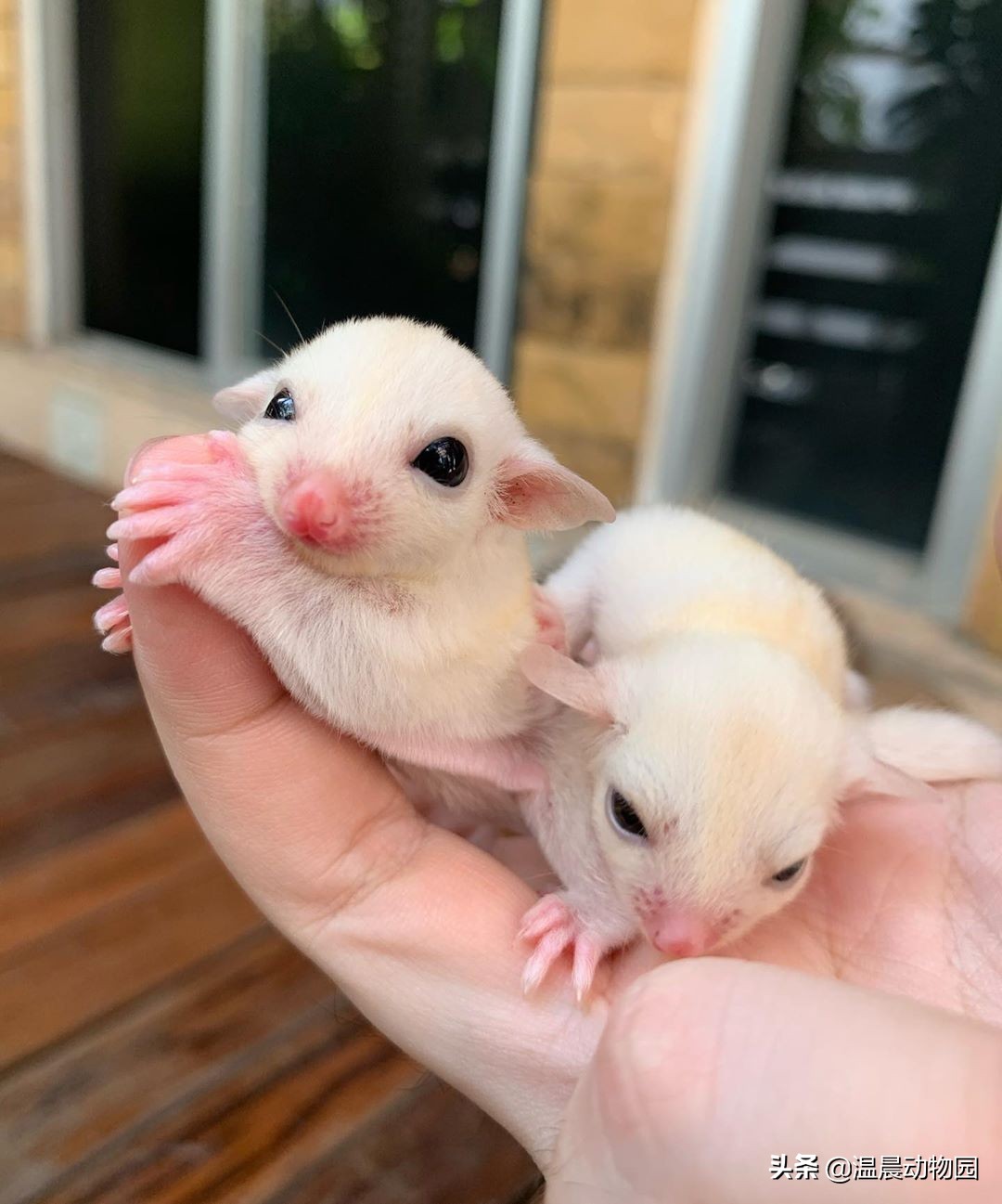 蜜袋鼯无声的叫声,小蜜袋鼯晚上叫是怎么回事