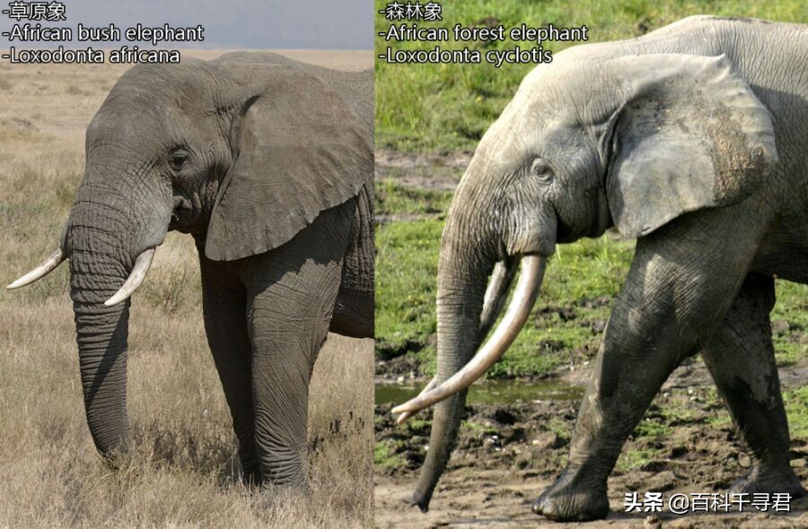 在非洲的热带雨林里，还生活着第三种大象——非洲森林象