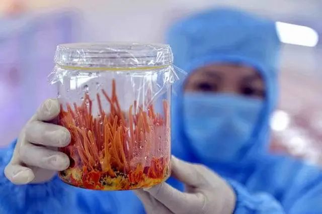 臻选虫草花蛹虫草,蛹虫草和虫草花是一样吗