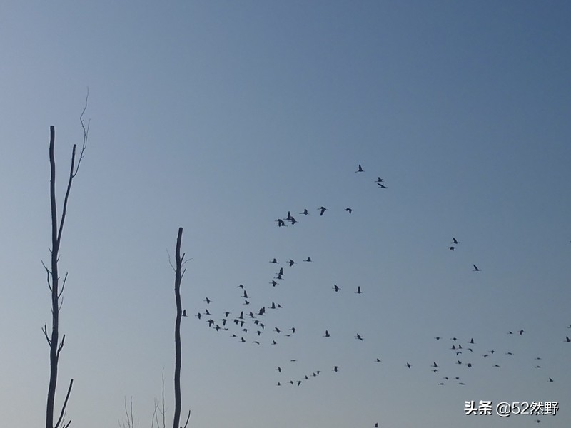 久违的蛙鸣声瞬间忆起童年的趣事,久违的蟋蟀声音