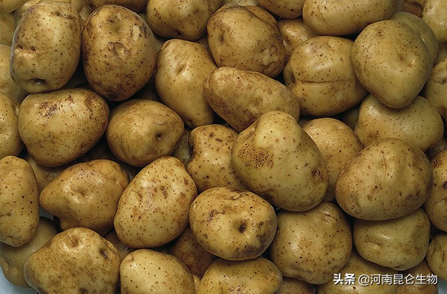 大棚土豆出现黄叶怎么办,土豆苗黄叶是什么原因