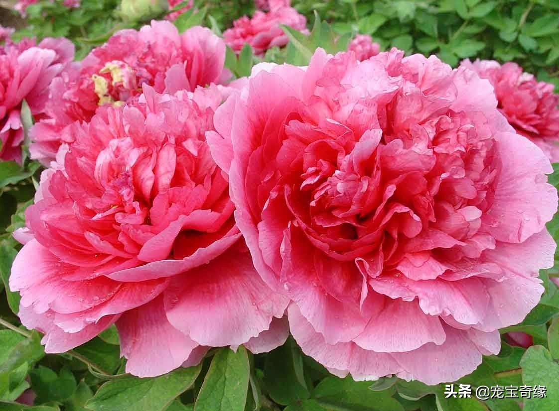 铲屎官必须要知道的猫咪常见疾病,铲屎官对猫有什么危害