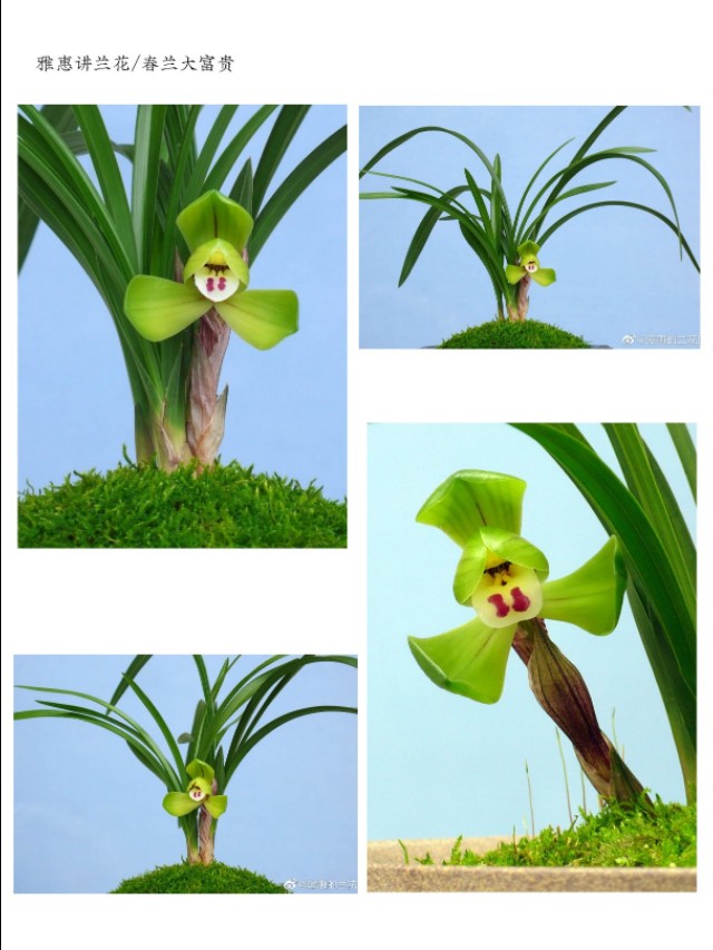 春兰入门级品种介绍：大富贵、环球荷鼎、端秀荷、余蝴蝶等等