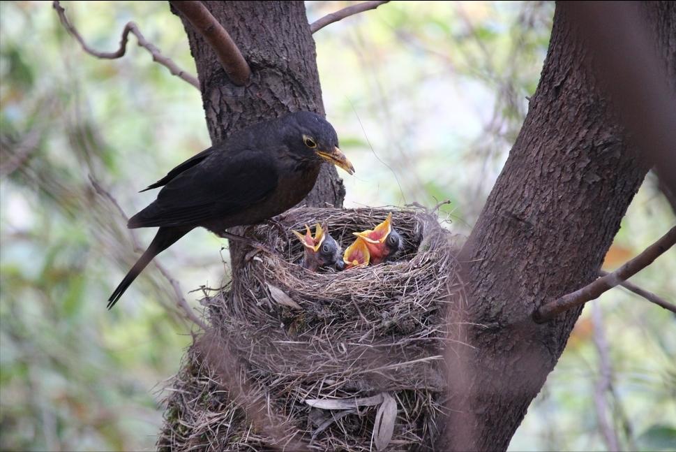 如何防止鸟窝下雨进窝出窝,鸟窝都是露天朝上遇到下雨怎么办