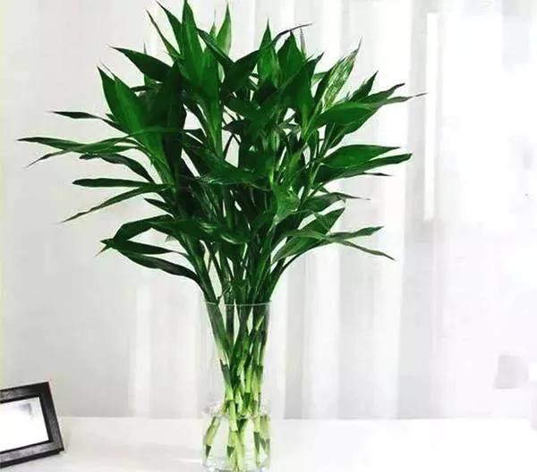 几支富贵竹寓意旺学业,富贵竹招财养几根好