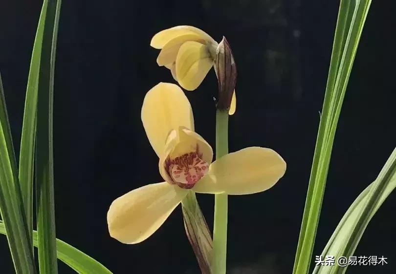 春兰春剑送春莲瓣兰蕙兰怎么分别,蕙兰春兰春剑莲瓣兰对光照的要求