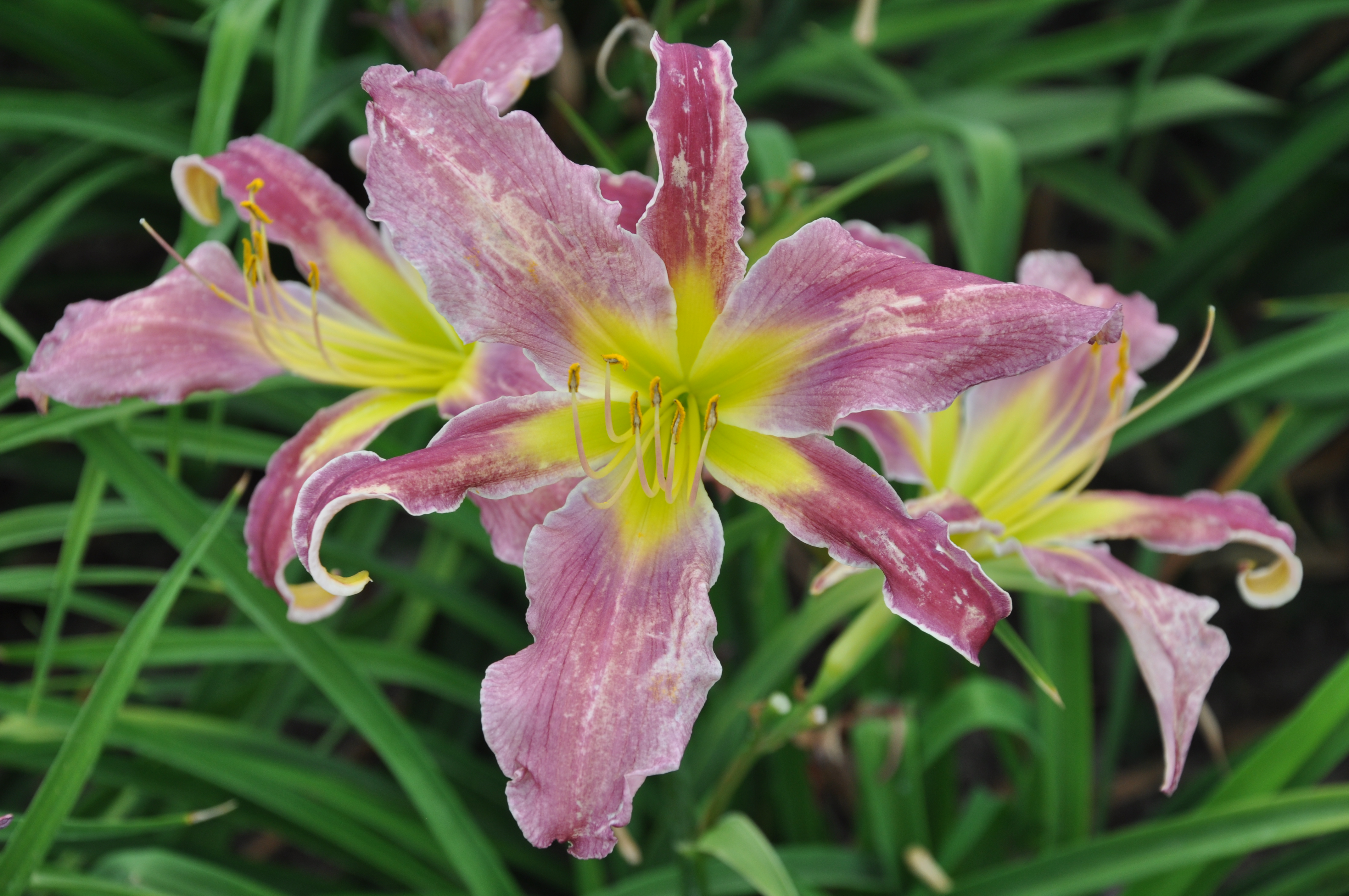 辰山植物园迎春花展,辰山植物园荷花展时间