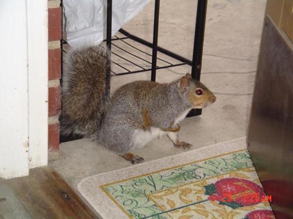 我的“大尾巴”，你在异国他乡还好吗？