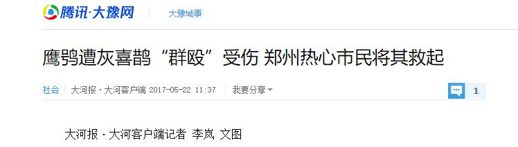 灰喜鹊为什么这么聪明,灰喜鹊为什么那么聪明