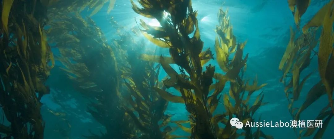 冻龄的活性成分,明星的抗老成分