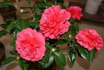 1到100朵红玫瑰花的寓意和花语,助人为乐善良可爱是哪种花的花语