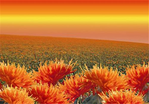 红花种植技术技巧,怎样才能更好的种植红花呢