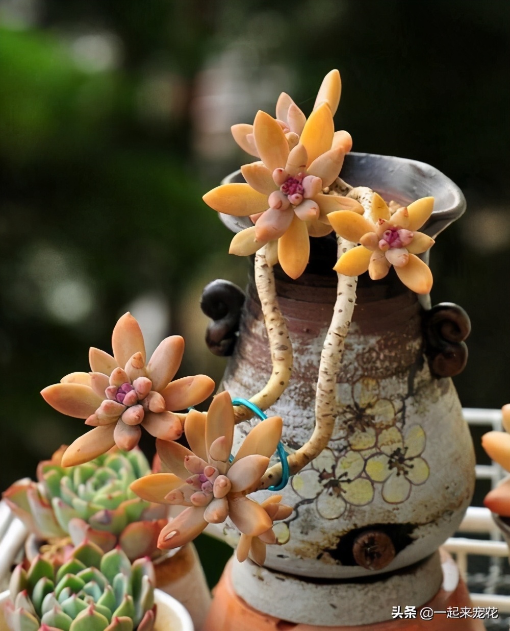 多肉法师一根老桩怎么样砍头,法师多肉老桩可以砍头吗