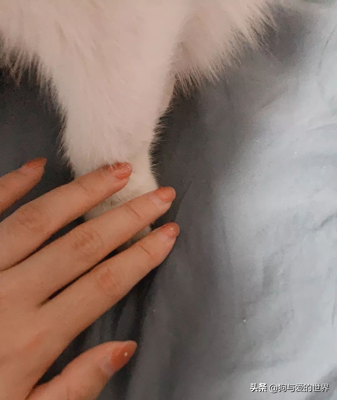 猫猫为什么总把脚放我脸上,为什么猫猫喜欢把头埋在臂弯