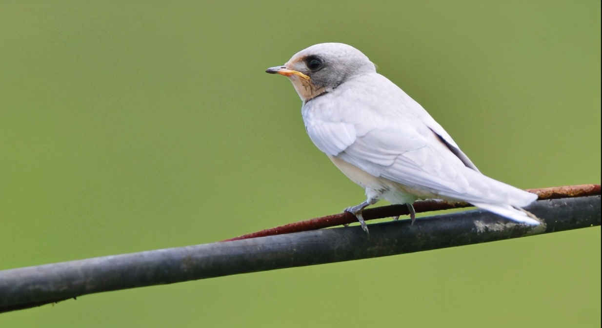 郑鹧鸪、张孤雁、贺梅子等诗人别号，您知道他们都是谁吗？