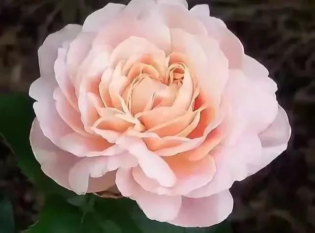 世界上最华丽最高贵的花,世界上最高贵最漂亮的60朵花