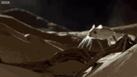 可爱的沙漠小跳鼠,米老鼠沙漠跳鼠