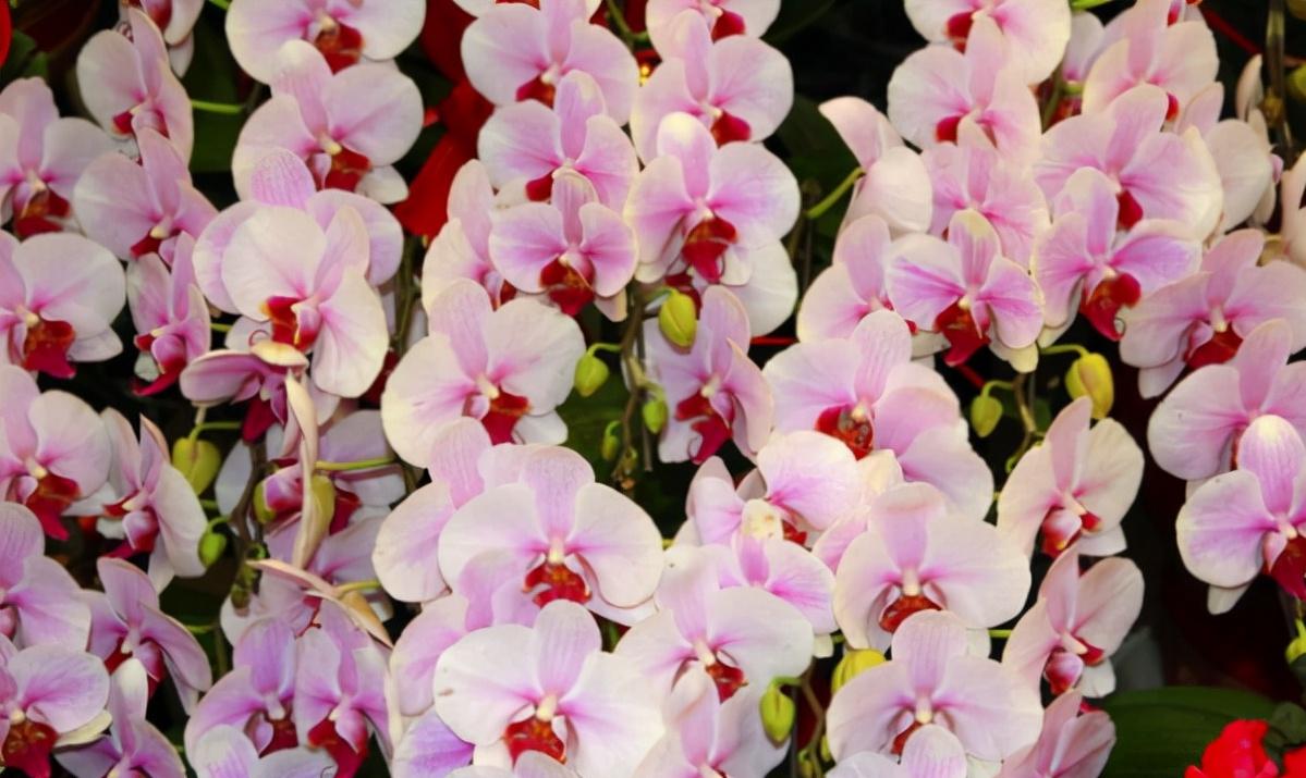 看芦头辨兰花种类,野生兰花种类图片