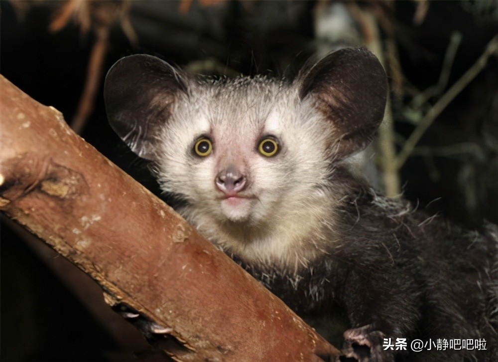 马达加斯加冷知识,马达加斯加的特点和路线