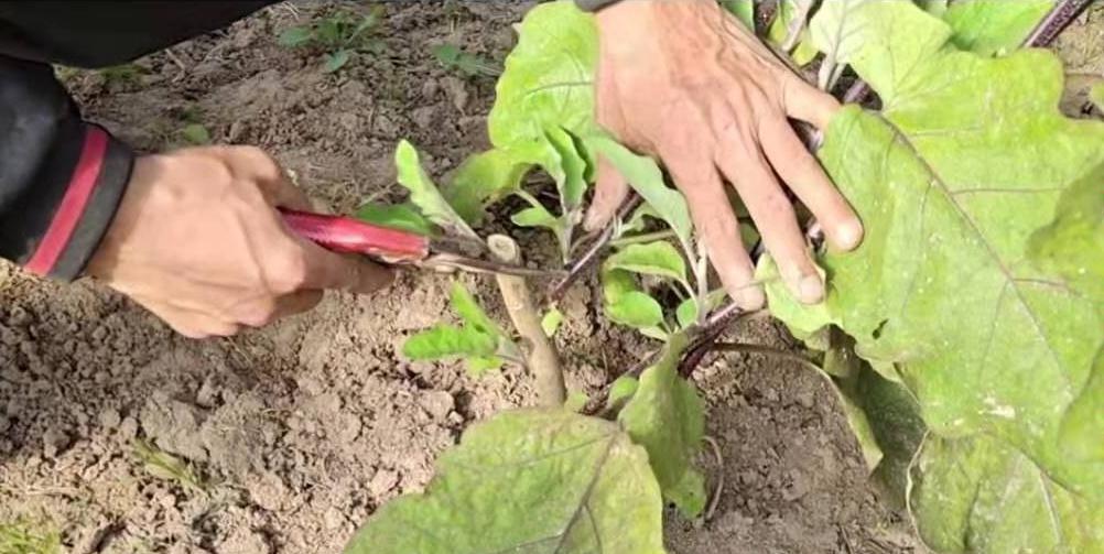 农村小伙爱给茄子做手术，连续生长2年变成树，一年四季结果啥样