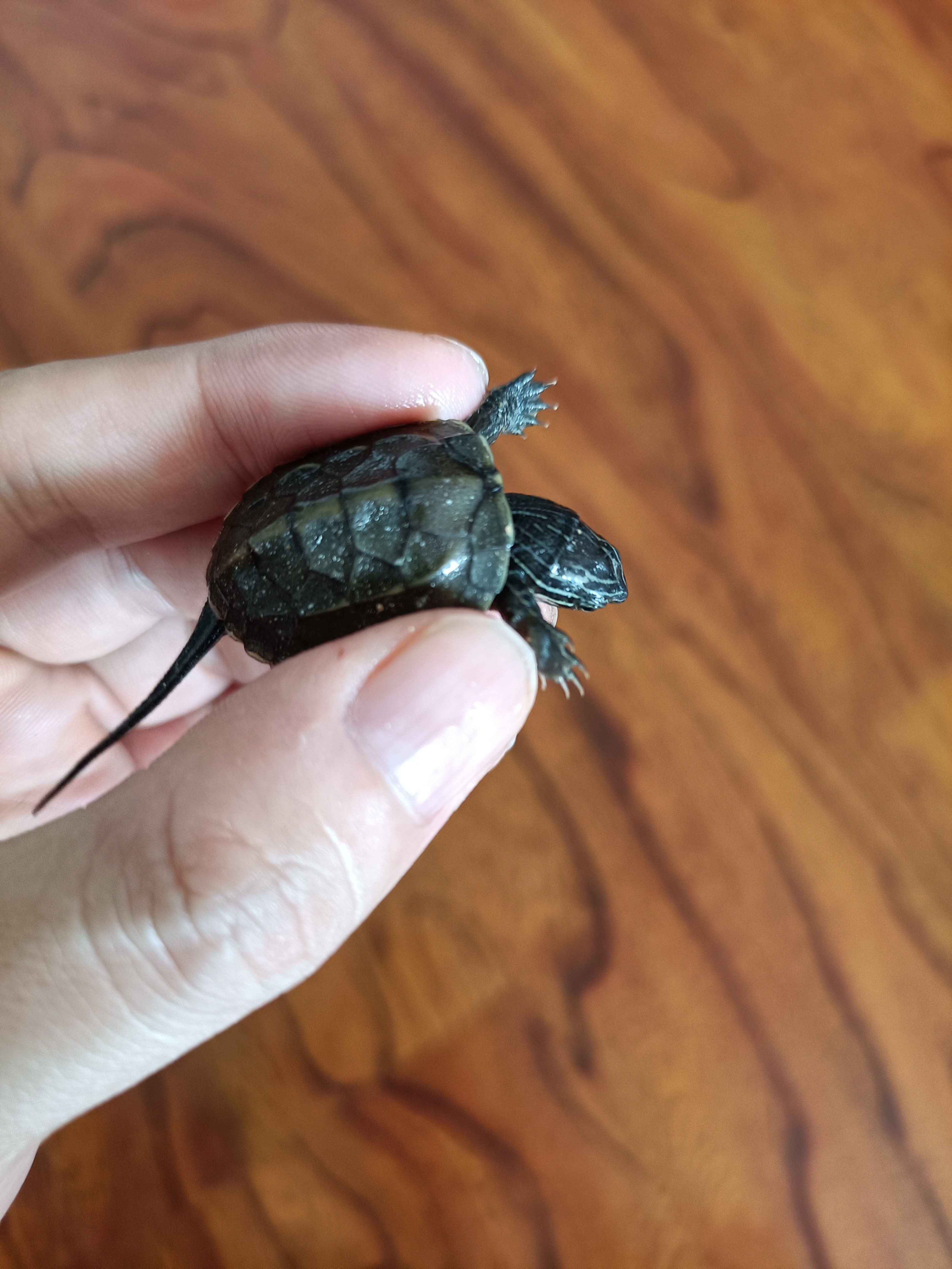 从乌龟下蛋到孵出小乌龟全过程,蛋龟刚出壳的龟苗怎么养