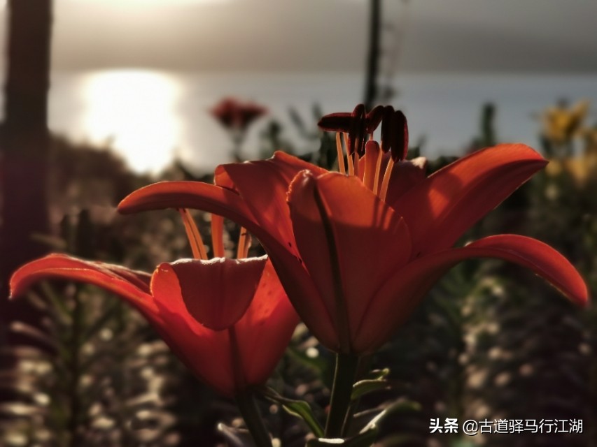 成也螺旋藻,败也螺旋藻~这个中国唯一的湖泊,未来该何去何从?