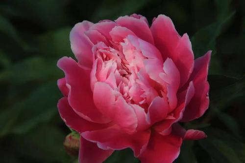 种植芍药花需要注意哪些事项,芍药花可观赏可入药