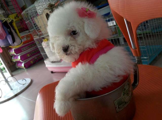 狗狗进了宠物店为什么就很温顺呢,狗狗害怕去宠物店