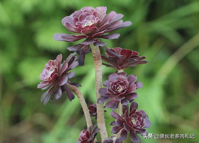 一般的多肉植物老桩价格是多少,1米高的法师多少钱
