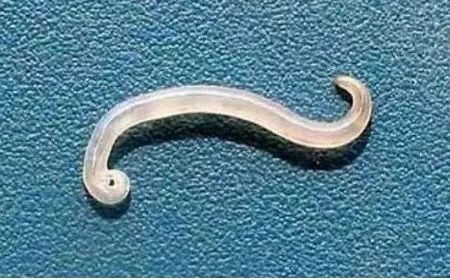 狗狗体内外寄生虫有哪些?看完这篇再也不用为这事儿发愁了