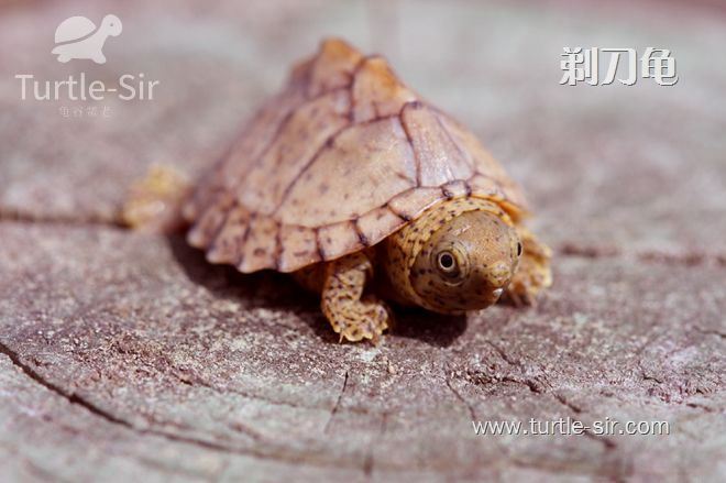 剃刀龟冬眠用水还是用苔藓,一直用水养的剃刀龟怎么产蛋